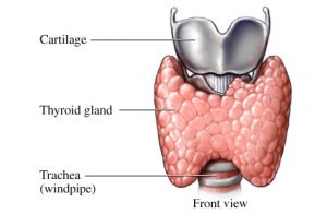 La glande thyroïde (2): les causes de ses dérèglements