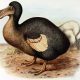 Raphus cucullatus, l'oiseau de nausée, le dodo mauricien